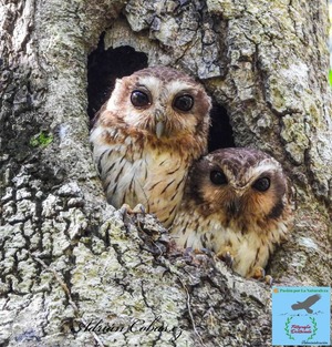 Bare-legged owls