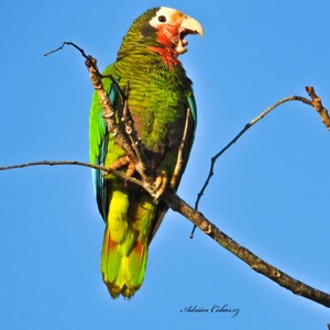 Cuban Parrot